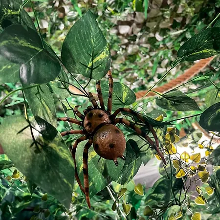 La Taniere De Mowgli - Du Mole Lejlighed