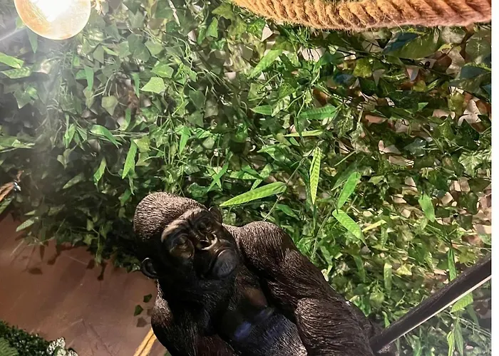 La Taniere De Mowgli - Du Mole