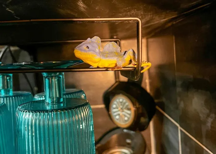 La Taniere De Mowgli - Du Mole 아그