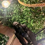 La Taniere De Mowgli - Du Mole 아파트 아그